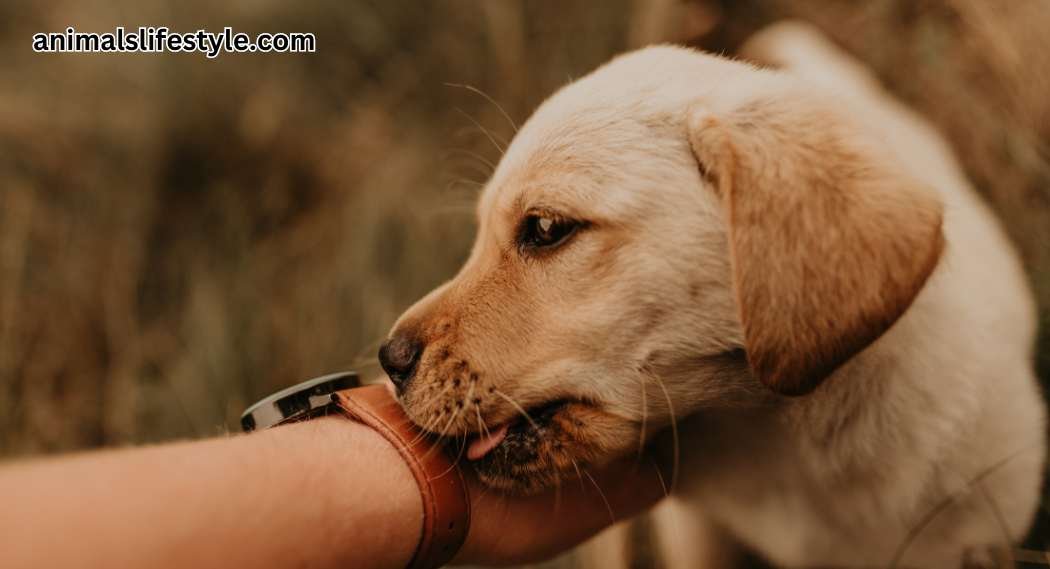 Why Do Dogs Lick Your Hands Animals Life Style