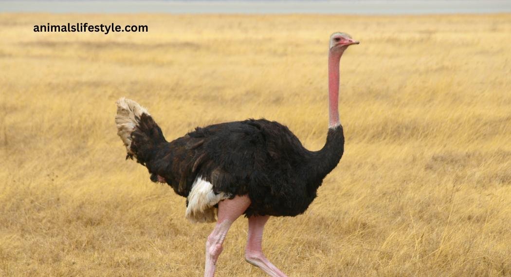 Can Ostrich Fly and why ostrich and penguin can't fly