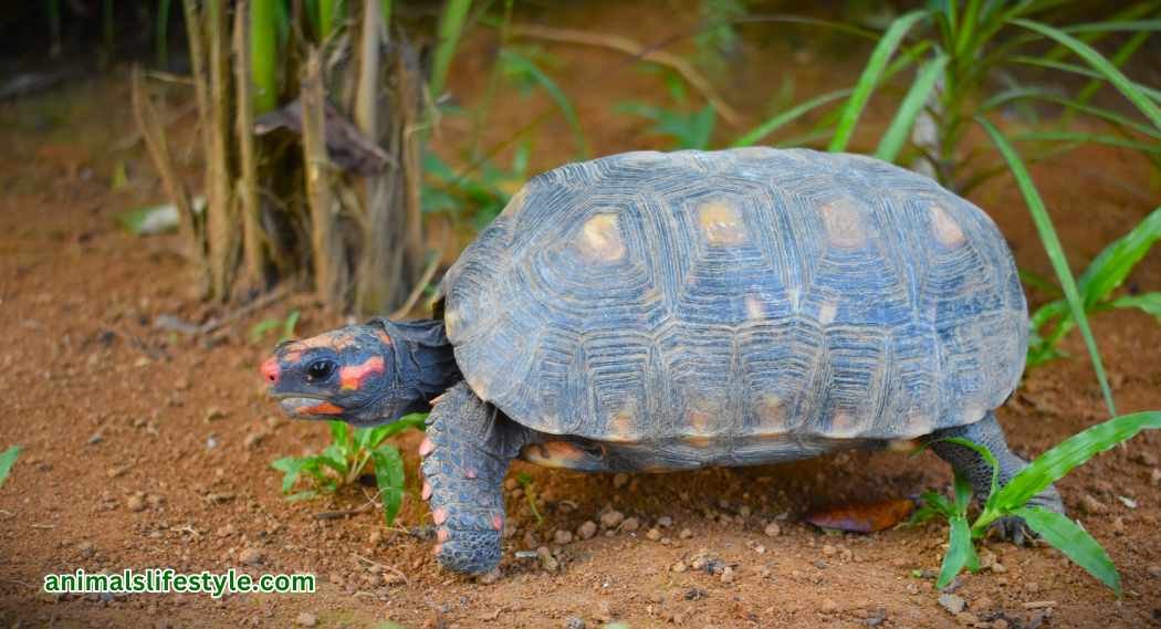 Red Footed Tortoise Lifespan, Caring And Baby Diet,size,bite