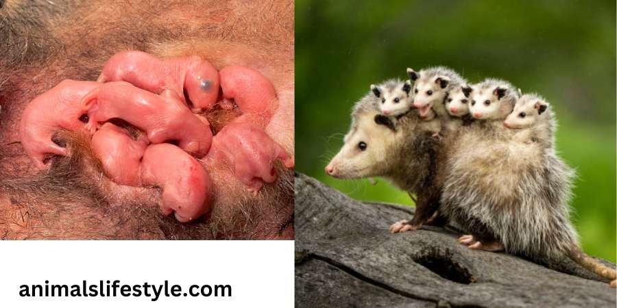 10 facts Do Possums Have Pouches Rabies, Opossum Ears And Tail Facts