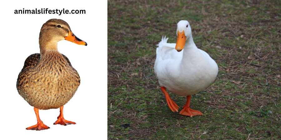 How Long Do Ducks Live as Pets Indoors Legal White Ducks Live