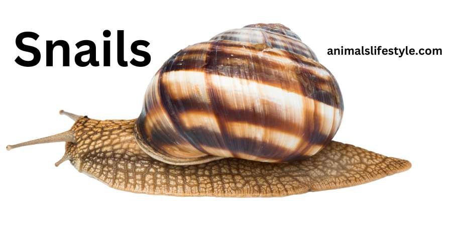 How Many Teeth Do Turtles Have Tails, Can Have Teeth Snails