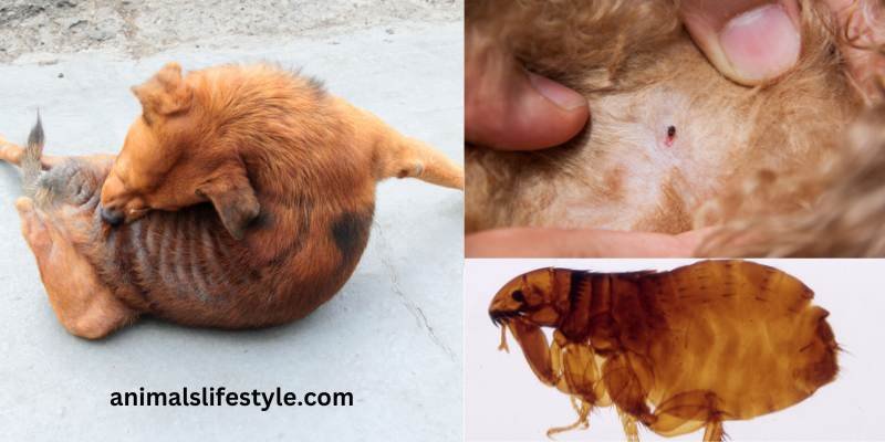 signs-your-dog-has-fleas-dry-skin-pictures-flea-dirt